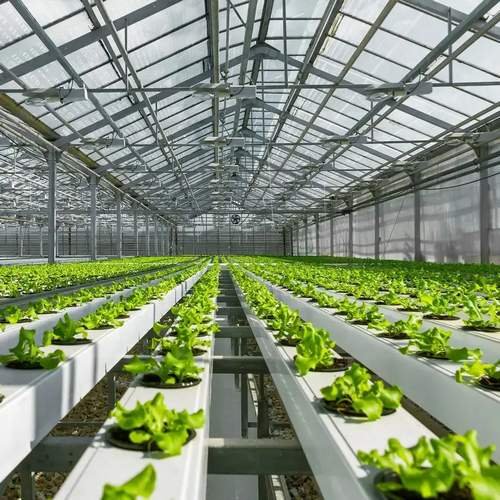 NFT hydroponic lettuce system with flowing nutrient film