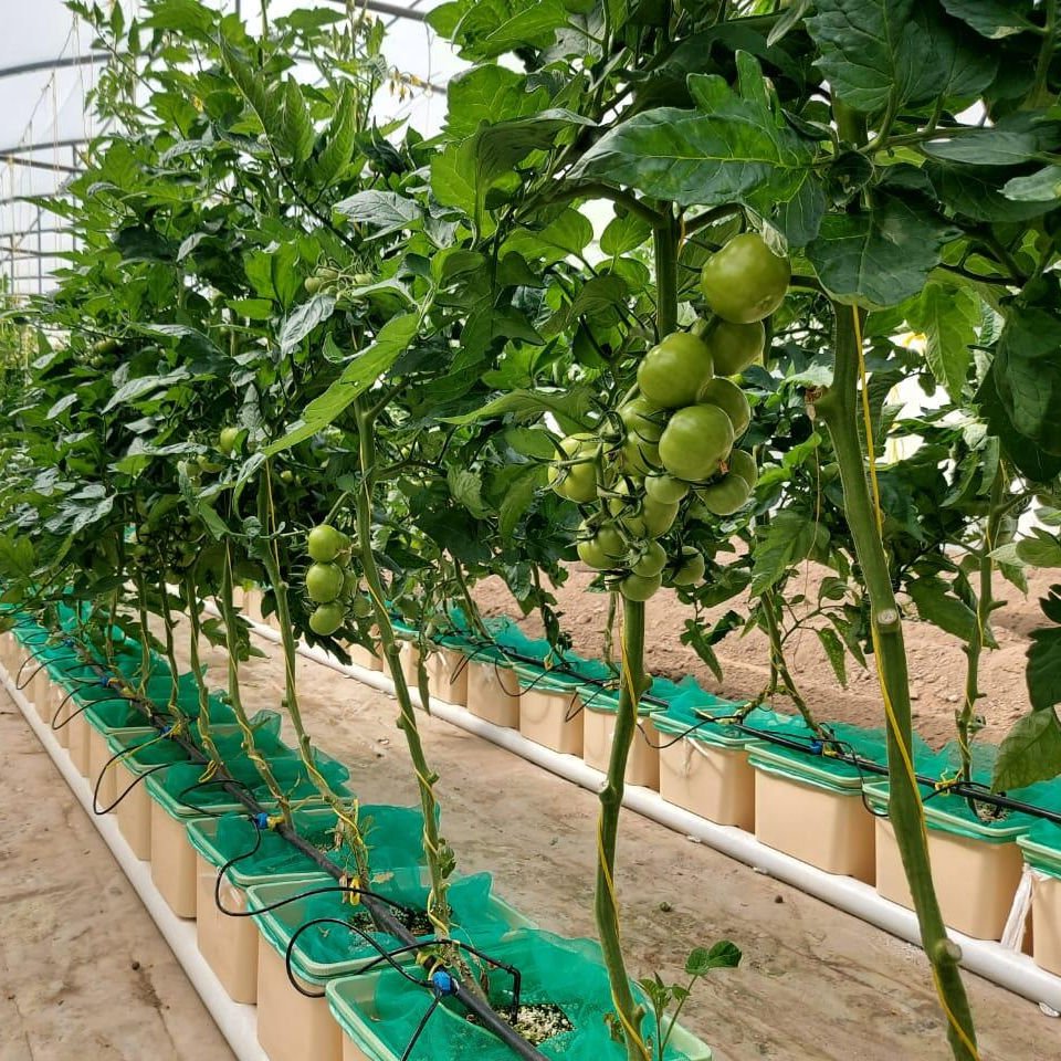 A Type NFT system case study Panyu