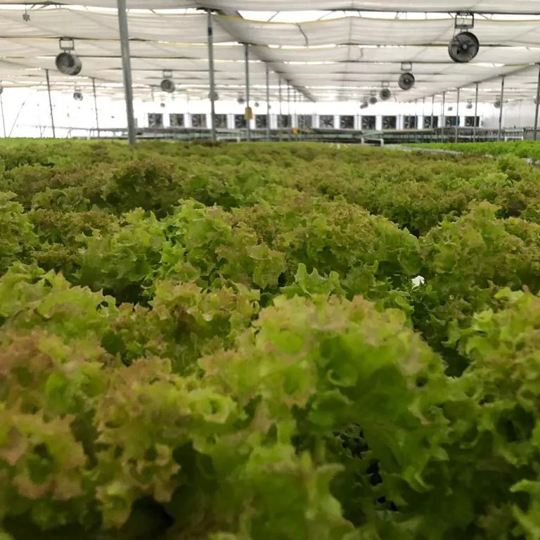 A Trusted Hydroponics Manufacturer From China
