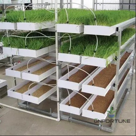Multi-tier rack with barley fodder sprouting trays at different growing stages