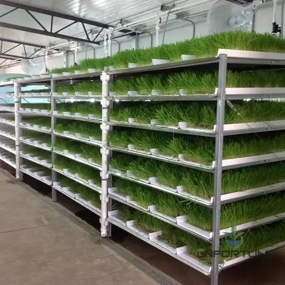 Commercial hydroponic fodder growing room with multi-tier racks of green barley fodder