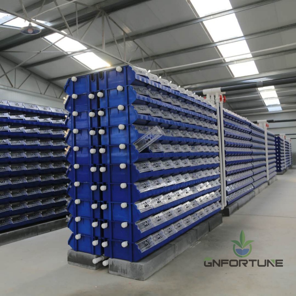 Long rows of stacked crab farming boxes in an indoor RAS crab farm