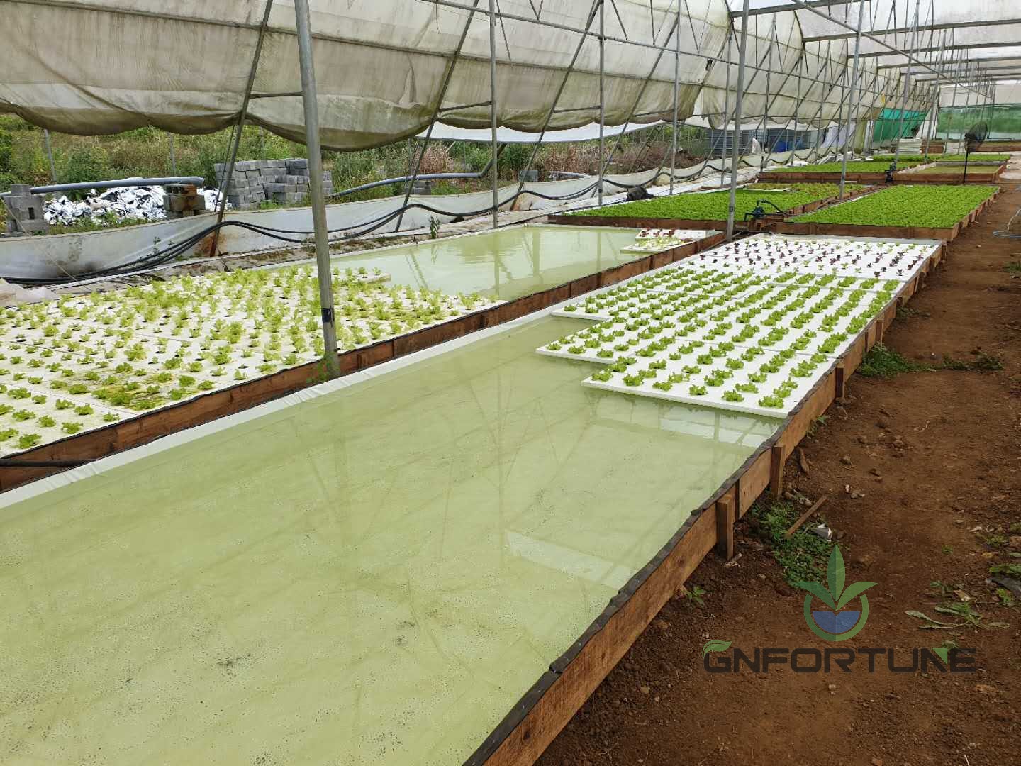 Newly planted seedling rafts floating on DWC ponds inside a greenhouse