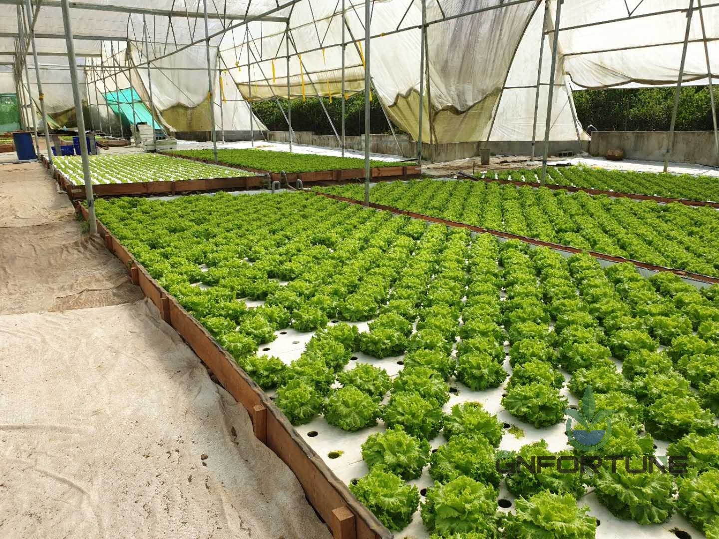 Greenhouse DWC raceway pond filled with floating rafts of leafy greens