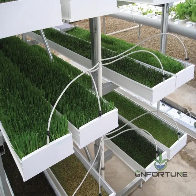 Fodder trays with misting drip lines irrigating green barley grass on tiered racks