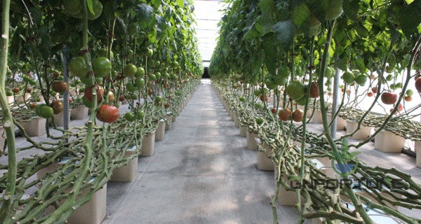 Multi-row Dutch bucket installation with drip lines in a commercial greenhouse