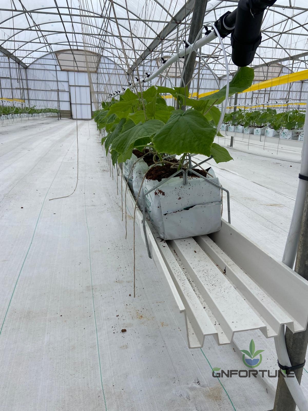 Long white substrate gutter rows on stands inside a large greenhouse