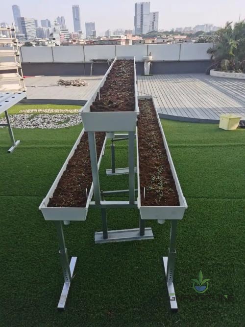 NFT gutter system on adjustable galvanized metal stands with planted rows