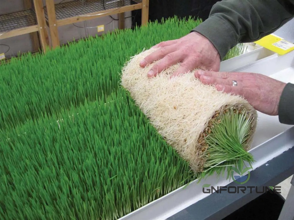 Harvested barley fodder mat rolled up after the 7 to 8 day hydroponic growing cycle