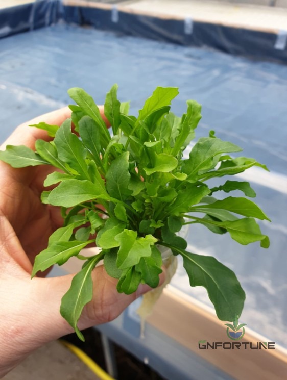 Harvested hydroponic lettuce with clean white roots held in hand