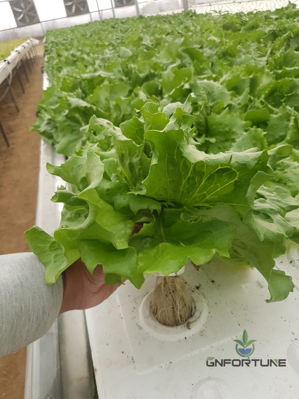 Lettuce roots growing through the hole of an XPS DWC floating raft