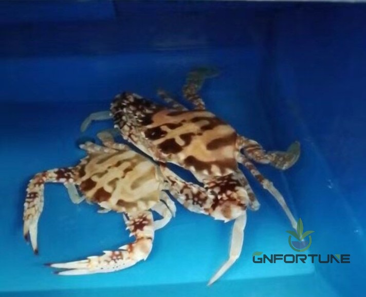 Live crab held in a single vented crab farming box for fattening
