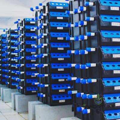 Stacked blue and black crab farming boxes in multi-layer rows