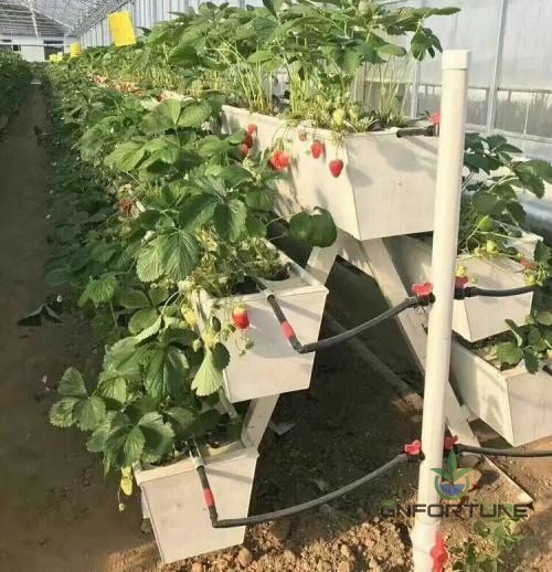 A-frame strawberry gutter system with drip irrigation in a greenhouse