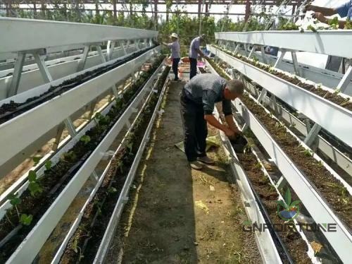 Strawberry plants growing in white PVC gutters in a multi-level greenhouse