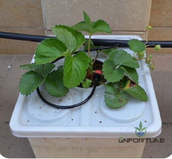 Plant growing in a Dutch bucket with a drip irrigation line in a greenhouse