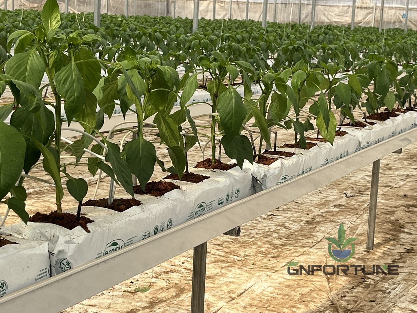 Substrate blocks with young cucumber plants set on a ribbed PVC substrate gutter
