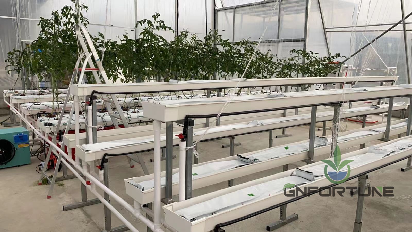 Tomato plants growing in substrate gutters inside a commercial greenhouse