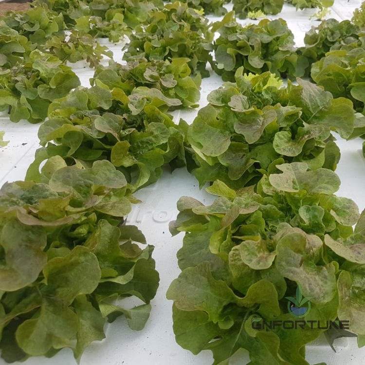 White XPS DWC floating rafts covered with lettuce on a deep water culture pond