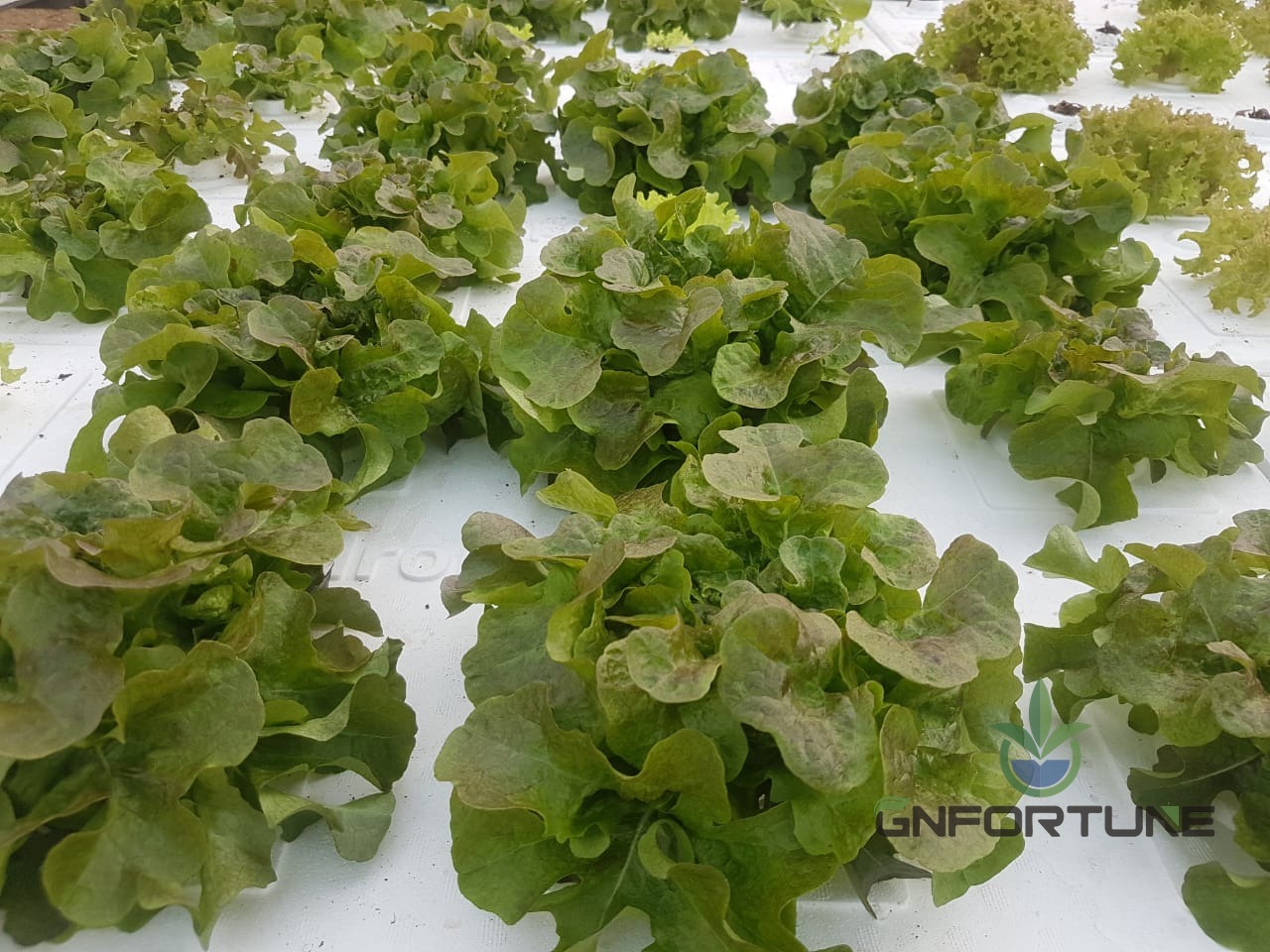Top view of white XPS floating rafts with mature lettuce ready for harvest